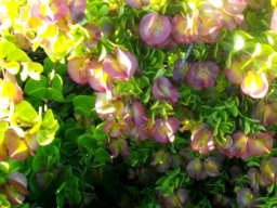Zygophyllum morgsana purple fruit wings