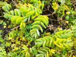 Zygophyllum morgsana