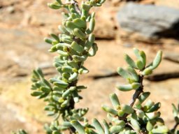Zygophyllum pygmaeum leaves