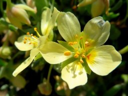 Zygophyllum debile flowers
