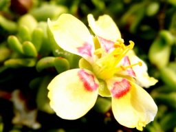 Zygophyllum flexuosum flower