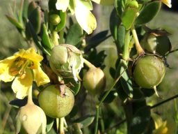 Zygophyllum flexuosum fruit