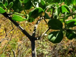 Zygophyllum foetidum old woody stems