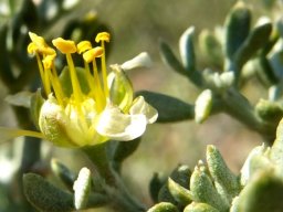 Zygophyllum microcarpum anther parade