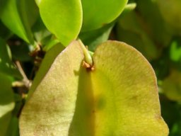 Zygophyllum morgsana fleshy fruit