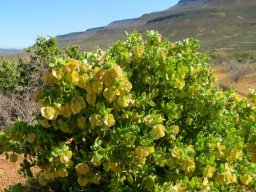 Zygophyllum morgsana, a life on a hill