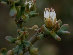 Zygophyllum retrofractum flower and fruit
