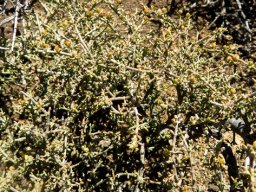 Zygophyllum retrofractum