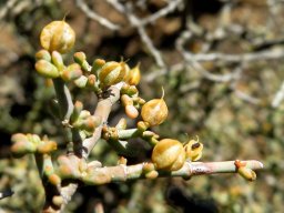 Zygophyllum retrofractum fruit