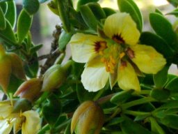 Zygophyllum sessilifolium