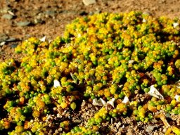 Zygophyllum simplex