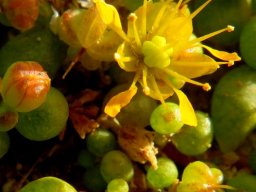 Zygophyllum simplex flowers and fruits