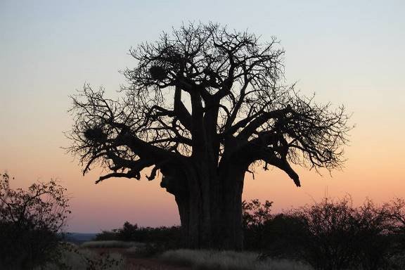 Adansonia digitata at sunset in winter