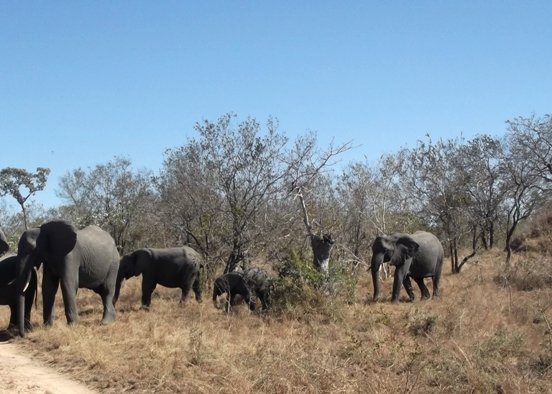 Elephants need smart people!