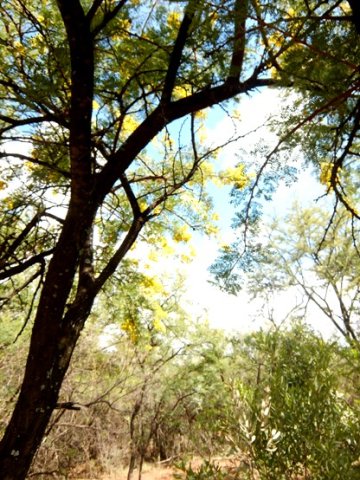 Vachellia karroo, the soetdoring 