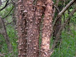 Senegalia nigrescens crowded stems