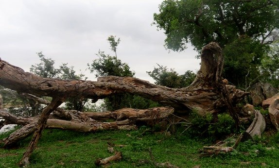 Fallen trunk