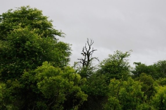 The African fish eagle is landing