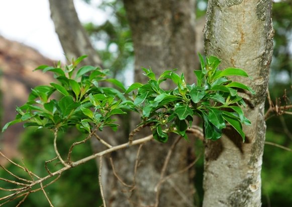 Heteropyxis natalensis branch