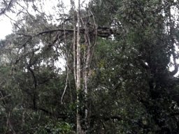 Secamone alpini, bobbejaantou