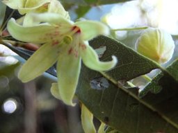 Sterculia alexandri flower and bud
