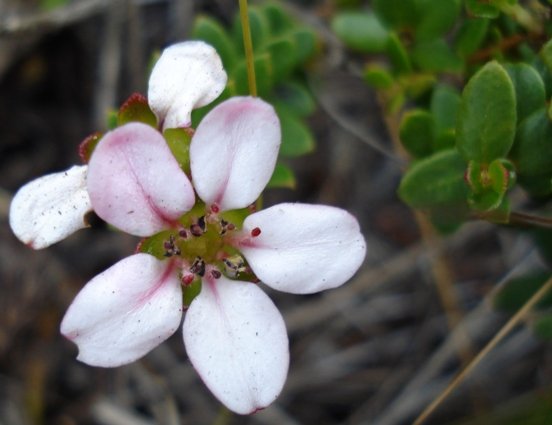 Adenandra villosa or shepherds delight