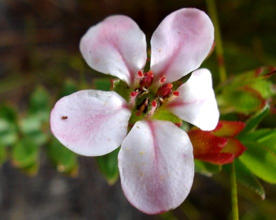 Adenandra villosa
