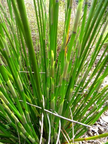 Askidiosperma andreaeanum culm sheaths