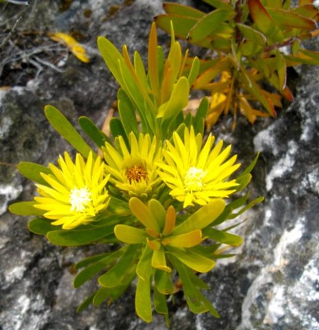 Aulax umbellata female flowers