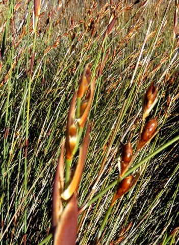Cannomois parviflora female florets turning into fruits