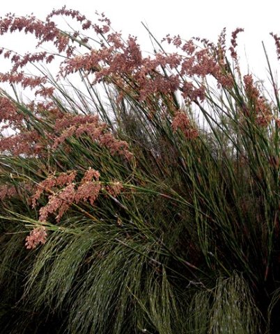 Cannomois virgata inflorescences