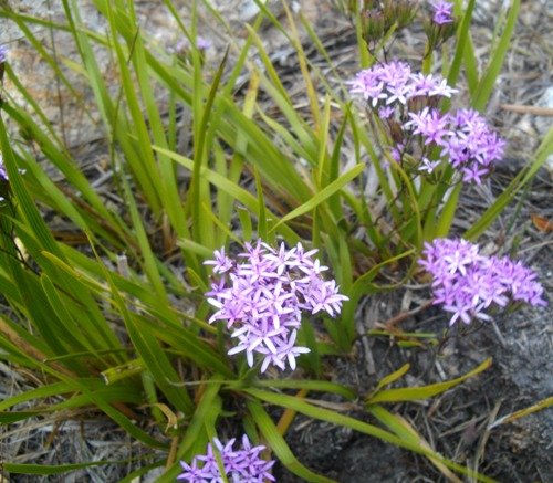 Corymbium glabrum