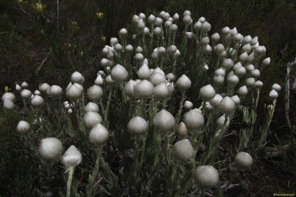 Edmondia sesamoides, a profusion of heads 