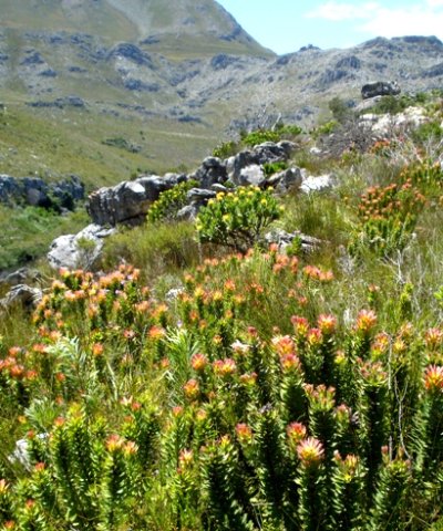 Kogelberg spring