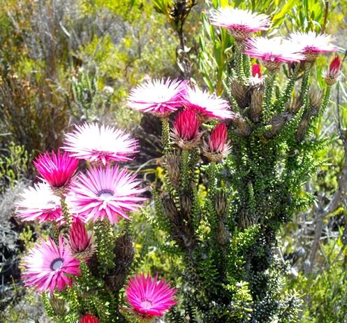 Phaenocoma prolifera leaves