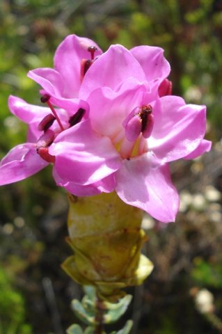 Saltera sarcocolla anthers