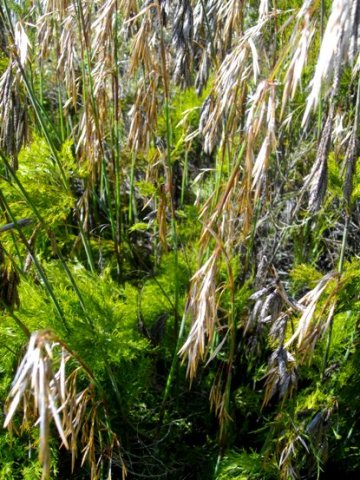 Thamnochortus cinereus male spikelets