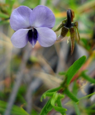Viola decumbens