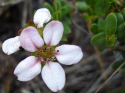 Adenandra villosa or shepherds delight