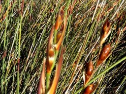 Cannomois parviflora female florets turning into fruits