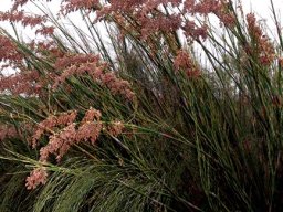Cannomois virgata inflorescences