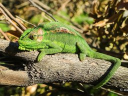 Cape dwarf chameleon