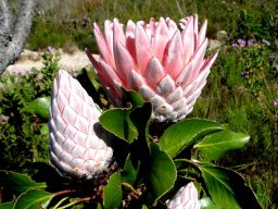 Protea cynaroides, the national floral emblem
