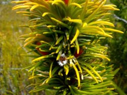 Retzia capensis flowers