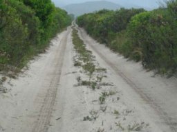 Road through fynbos
