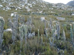 Syncarpha milleflora on a mountain near Oudtshoorn