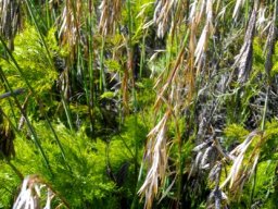 Thamnochortus cinereus male spikelets
