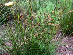 Thamnochortus lucens