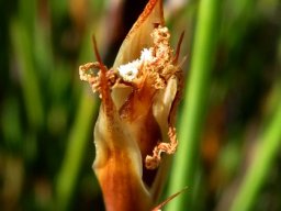 Willdenowia glomerata male flower