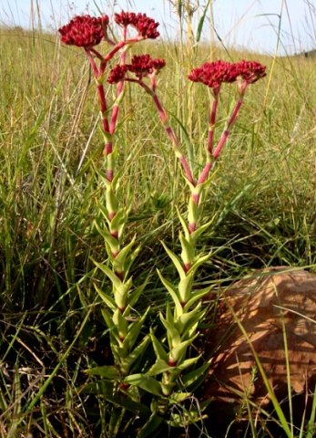 Crassula alba var. alba